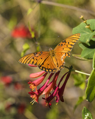 butterfly - beauty in nature