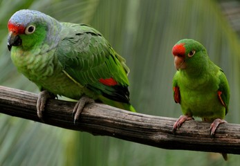 Parrots 1