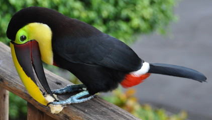 Toucan 1