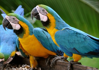 Macaws 10