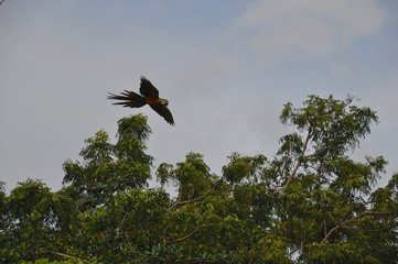 Macaw 14