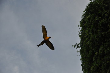 Macaw 3