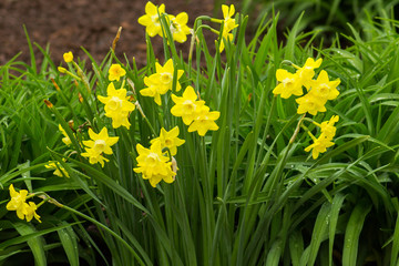 Fototapeta premium Spring Daffodils