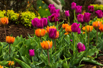 Orange and Magenta Tulips in Bloom