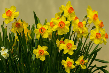 Spring Daffodils