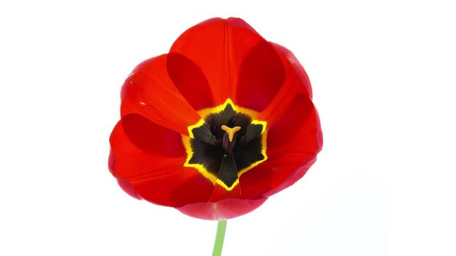 Red tulip flower blooming timelapse in 4K on white background