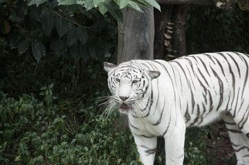 Fototapeta na wymiar Image of a beautiful and elegant white Bengal tiger.