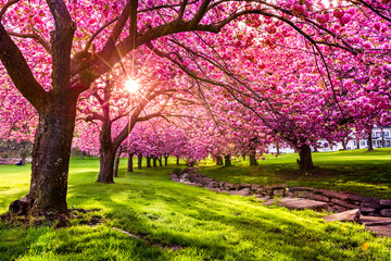Kirschbaumblütenexplosion in Hurd Park, Dover, New Jersey (Suchdatei 169989794 für die Sommerversion mit grünen Blättern)