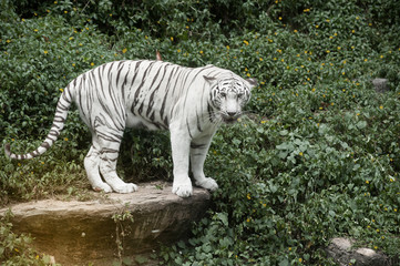 Naklejka premium Image of a beautiful and elegant white Bengal tiger.