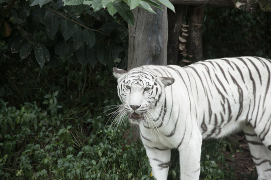 Image of a beautiful and elegant white Bengal tiger.