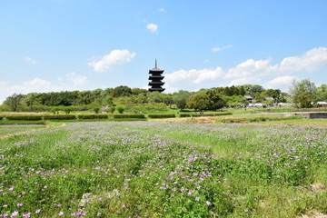 れんげ（吉備路の田園で遠足）