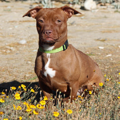 brown dog with yellow flowers
