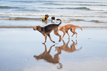 Fototapeta na wymiar Kids and Dogs Playing in the Ocean