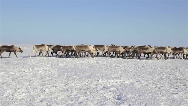 A small herd of wild deer around the endless Arctic snow desert, Tundra, North of Russia - 4