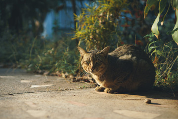 Fototapeta premium Sitting Asian house cat