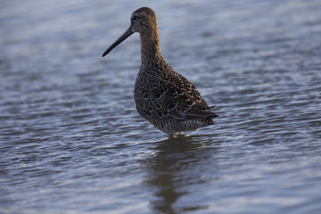 Long-billed Dowitcher in a North California marsh