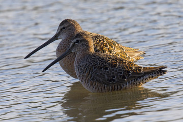 Couple of long-billed Dowitcher