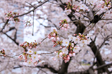 桜