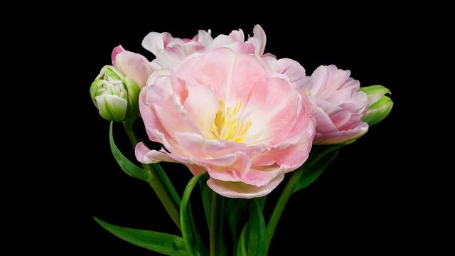Bunch of light pink double peony tulip flowers blooming timelapse in 4K