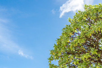 Tropical tree in the blue sunny sky on Bali island, Indonesia.