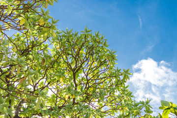 Tropical tree in the blue sunny sky on Bali island, Indonesia.