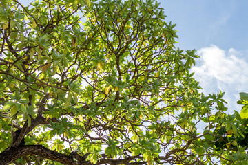 Tropical tree in the blue sunny sky on Bali island, Indonesia.