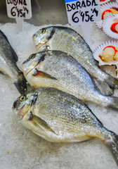 Close up of fresh silver dorada fish on a stall with ice cubes