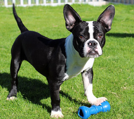 black and white small dog with big ears