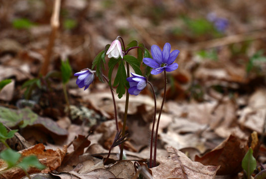 Fototapeta Hepatica and an anemone among leaves./In wood among dry oak leaves have grown and have blossomed hepatica and an anemone.