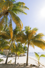 Fototapeta na wymiar Caribbean Island paradise.