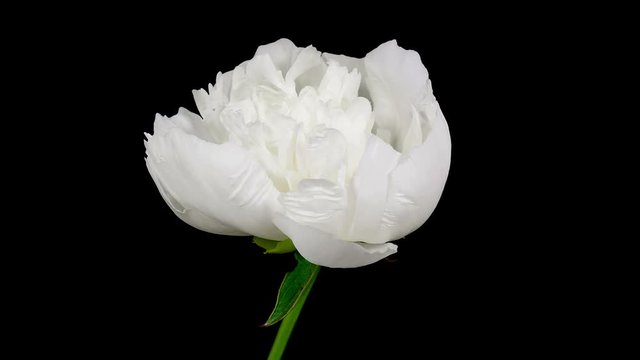 White peony flower blooming timelapse