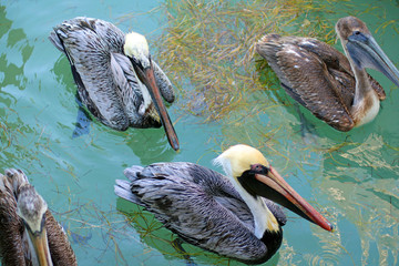 pelicans swimming