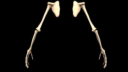 3D Illustration of Human Body Bone Joint Pains Anatomy (Scapula)
