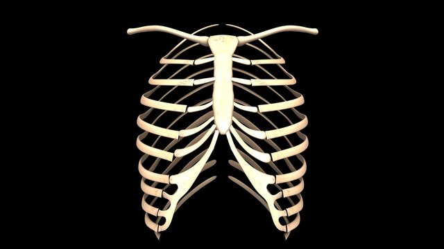 3d illustration of human body ribs cage 