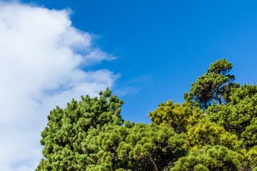 Green pine trees with blue sky