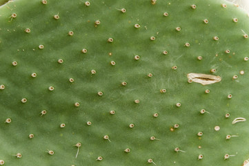 Cactus leaf with sharp needles