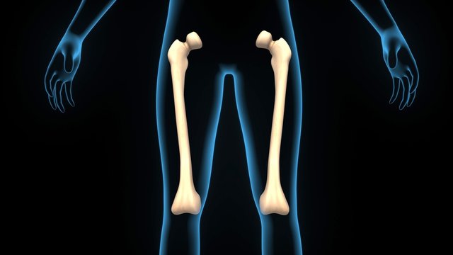 3d illustration human body femur bone