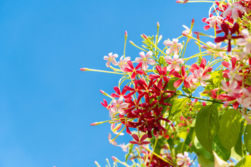 Combretum, Quisqualis indica, Chinese honeysuckle or Rangoon creeper ,pink flowers with fragrance.
