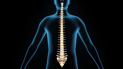3d illustration human body spine card anatomy
