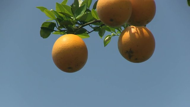 Serie of close shots of oranges in an orange grove in Central Florida, USA - 1