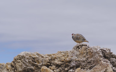 Wild Chukar Partridge standing on a rock against a partly cloudy sky.
