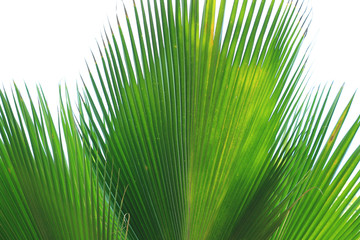 Obraz premium beautiful palm leaves