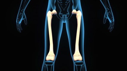 3d illustration human body femur anatomy