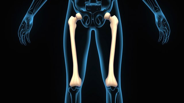 3d illustration human body femur anatomy