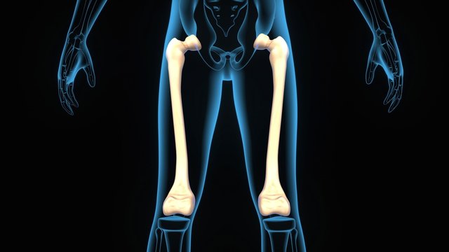 3d illustration human body femur anatomy