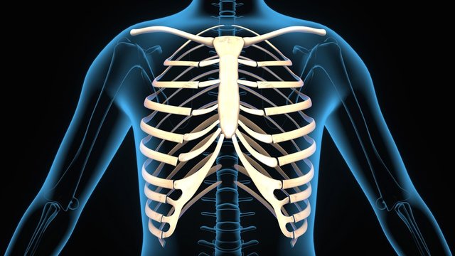 3d illustration of  human body ribs anatomy
