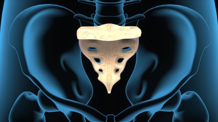 3d illustration human body  sacral anatomy - obrazy, fototapety, plakaty