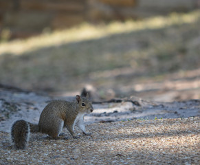 A Eastern Gray Squirrel (Sciurus Carolinensis) looking for food at Philippe Park on Tampa bay in Safety Harbor, Florida