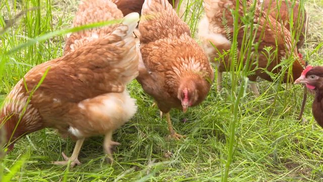 Chickens at the forest surrounded by trees at the sunny day - 5