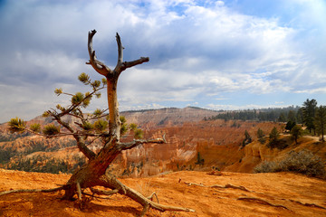 Branches standing front of Bryce Canyon national park